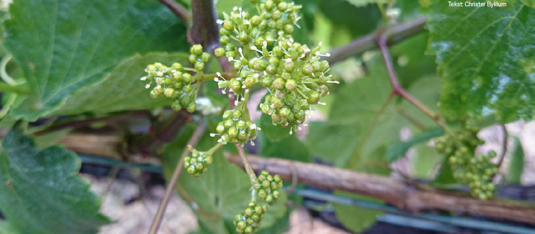 Loureiro – en for mange ukjent drue fra Vinho Verde